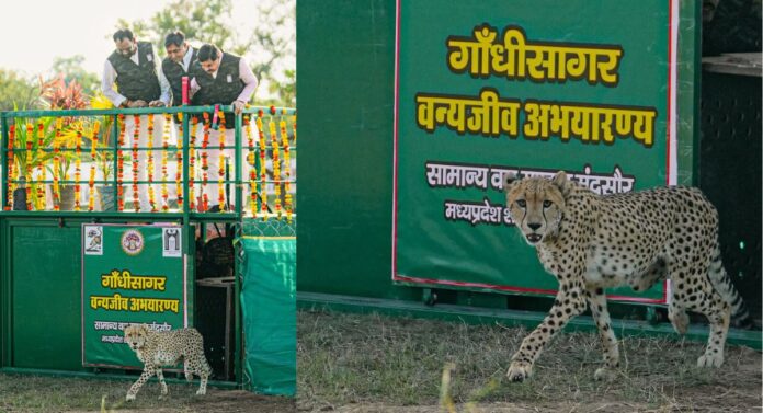 MP NEWS (2) MP के गांधी सागर में बढ़ा चीता परिवार, मादा चीता को CM यादव ने दिया ये नाम